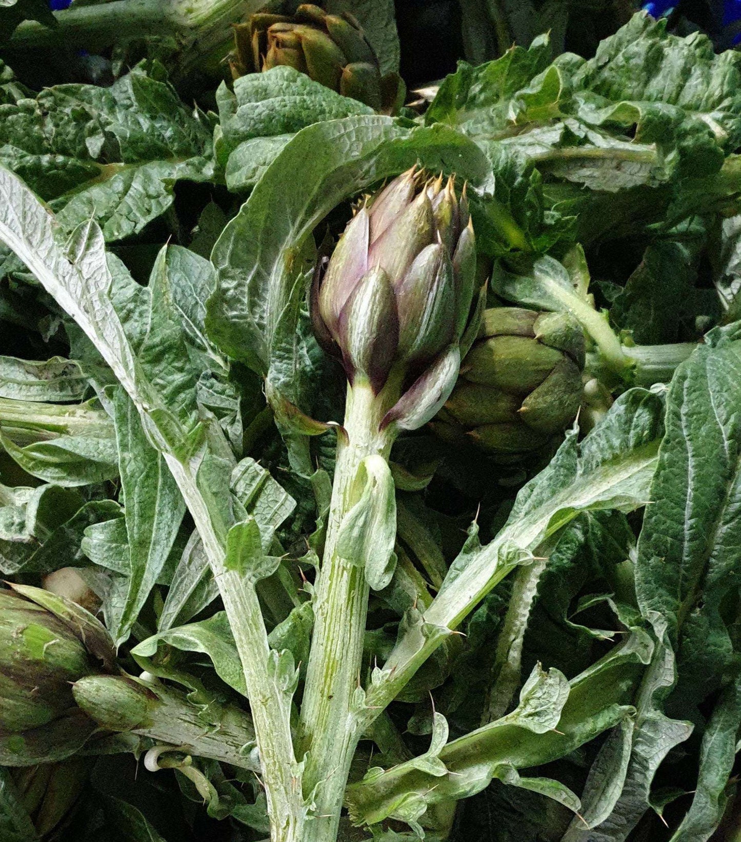 Carciofini sott'olio marinati "Bocconcini del Re"- Carciofo Spinoso sardo