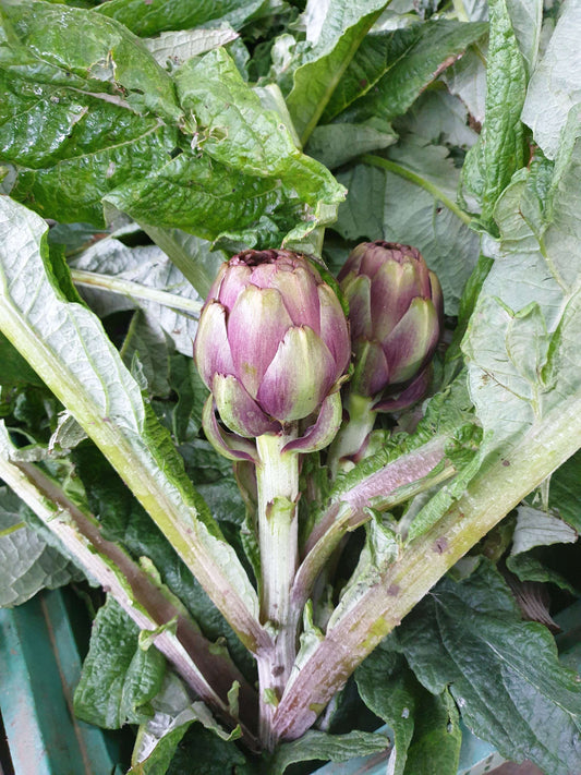 Carciofini sott'olio marinati- Carciofo Violetto sardo