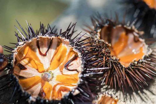 Polpa di Riccio di mare- 55 grammi
